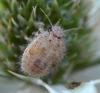 Staria lunata